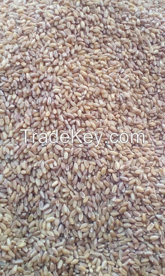 Sell Quality Wheat Seeds Organic Wheat Seeds