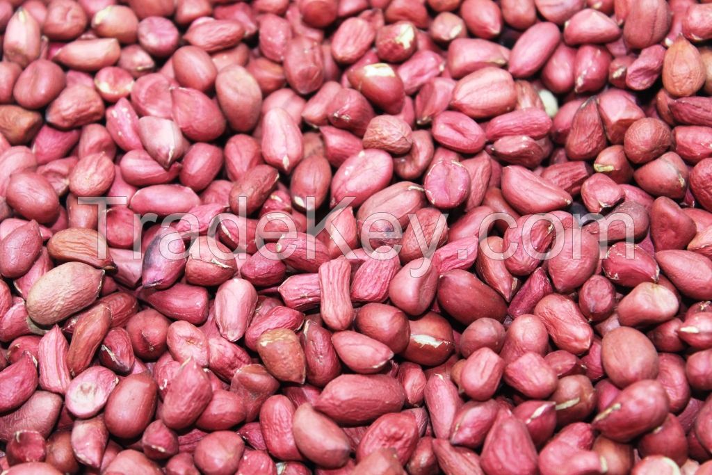 Ground Nut red skin Peanut, Raw Shelled Peanut, Fresh Peanuts