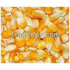 Non GMO Yellow maize/corn / Dry White Maize For Bulk Export!