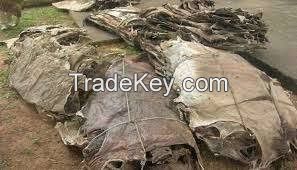 Best Grade Wet Salted Donkey hides / Wet salted Donkey / Cow Skin / Dry salted Cow hides