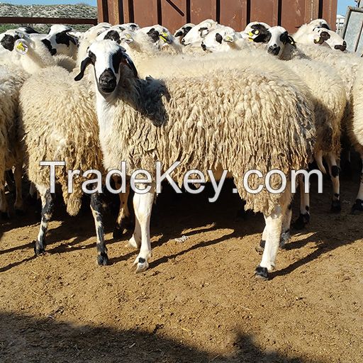 Live Healthy Hampshire sheep, Merino sheep, Georgian Sheep, Lambs for sale.