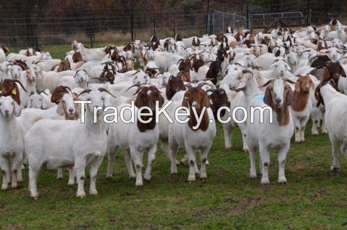 100% Full Blood Boer Goats, Saanen goat
