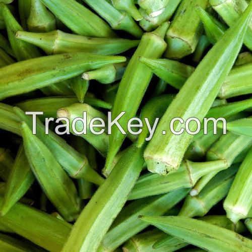 Fresh Green Okra Vegetable.