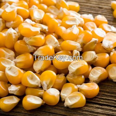 Yellow Maize, Yellow Corn for Animal feed.