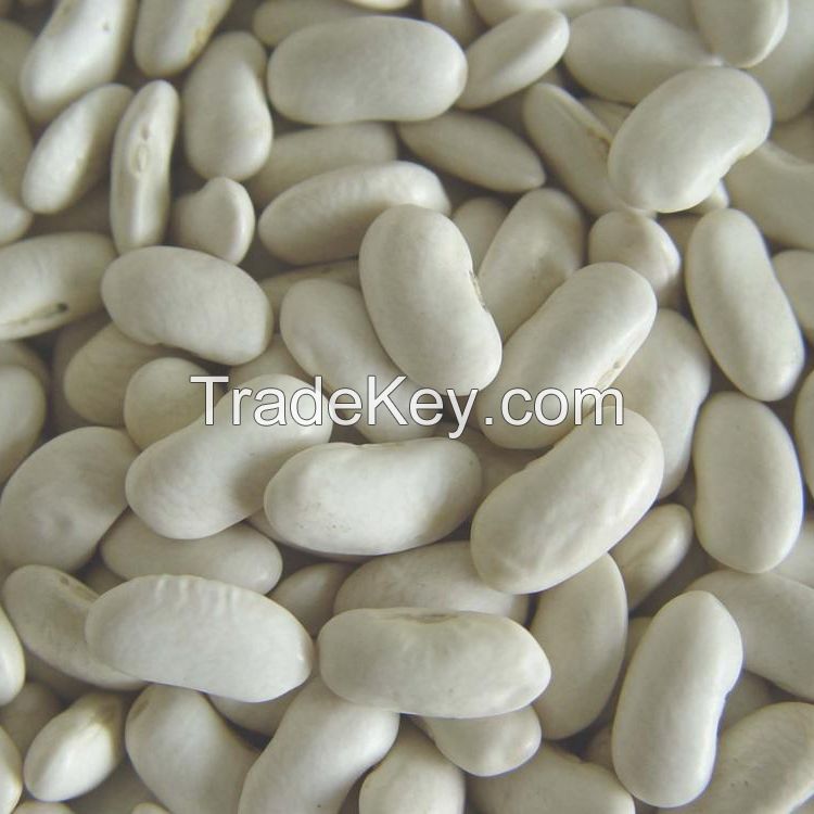 High-Quality White Kidney Beans For Sale