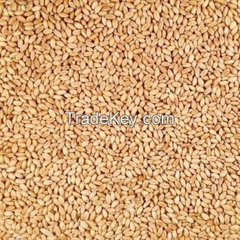 best quality Wheat grain, Barley Malt Grain, Rice Grains for sale at cheap price
