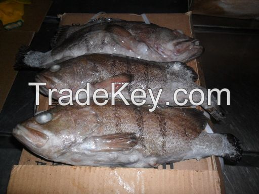 Frozen Cod Fish, excellent quality Sale.
