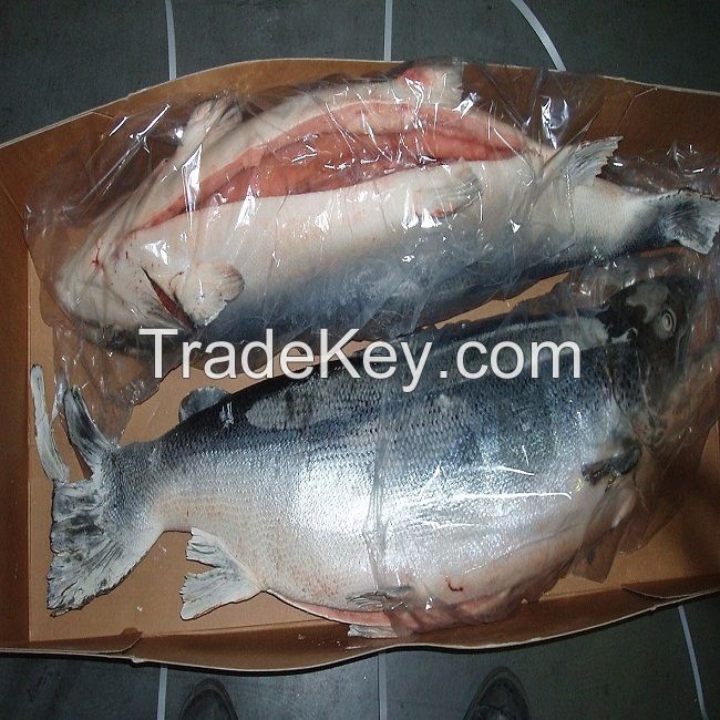 Frozen/Fresh Atlantic Salmon Fish H, O, Gutted