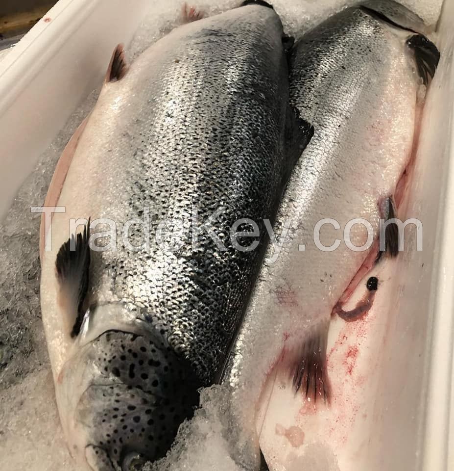 Quality  Fresh  Salmon fish