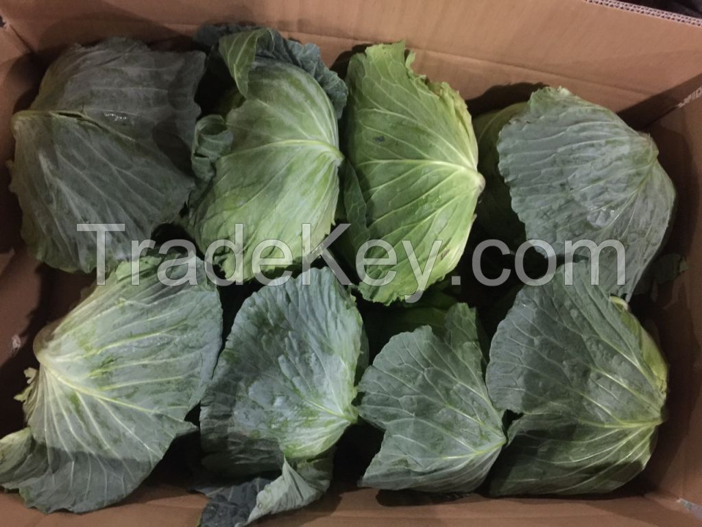 Cabbage, fresh cabbage