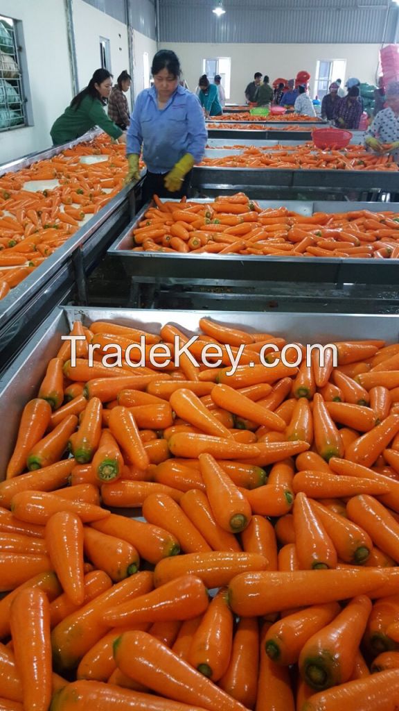 Fresh Carrots