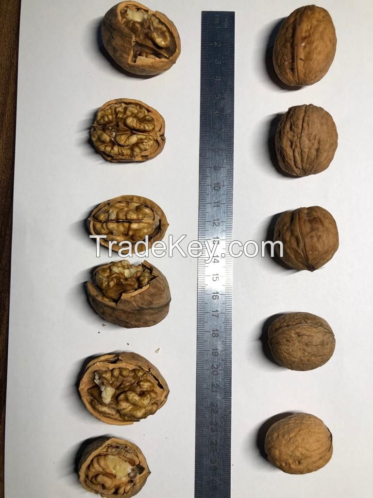 In-Shell Walnut, High Quality, origin Ukraine