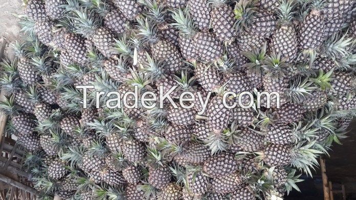 Wholesale Fresh Pineapple, Pineapple Fruit Price, Bulk Fresh Fruit Pineapple