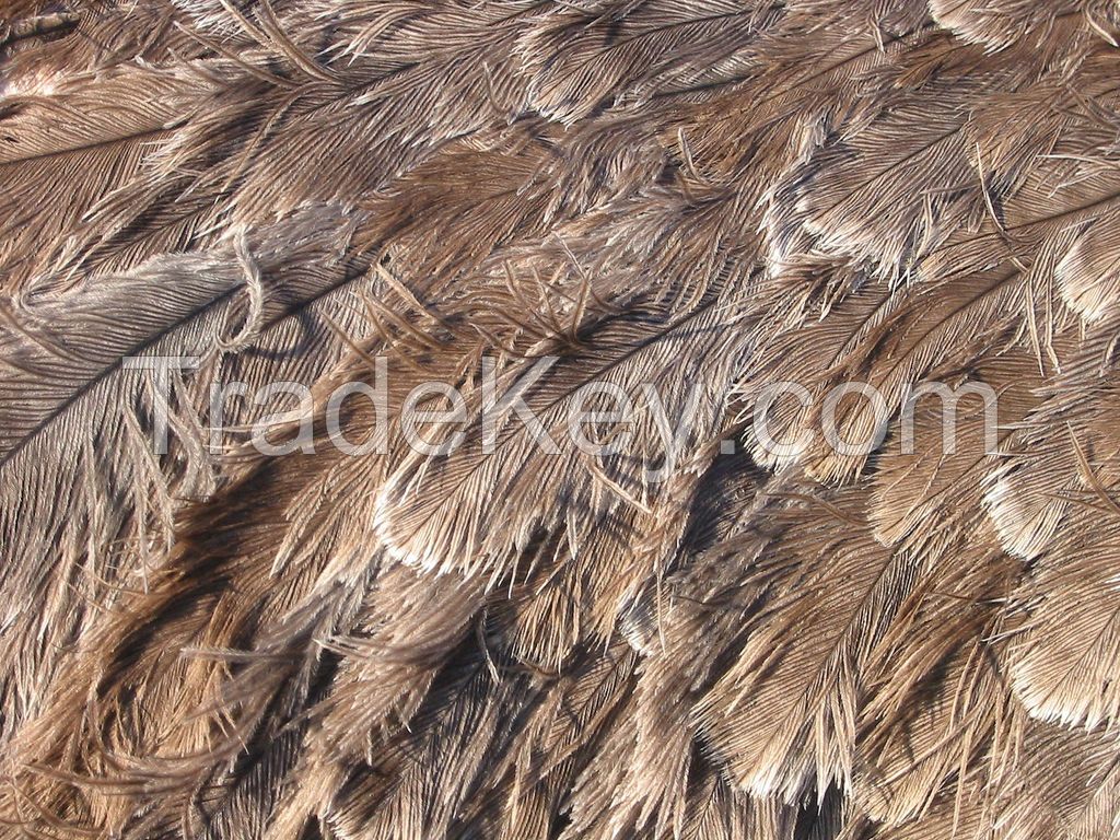 Ostrich Feather, Peacock Feathers, Goose Feathers