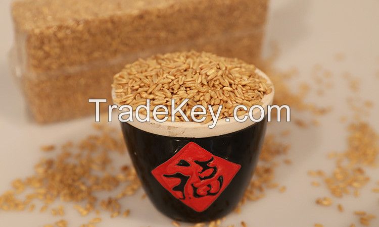 Oat Grain Good Manufacture with Best Quality