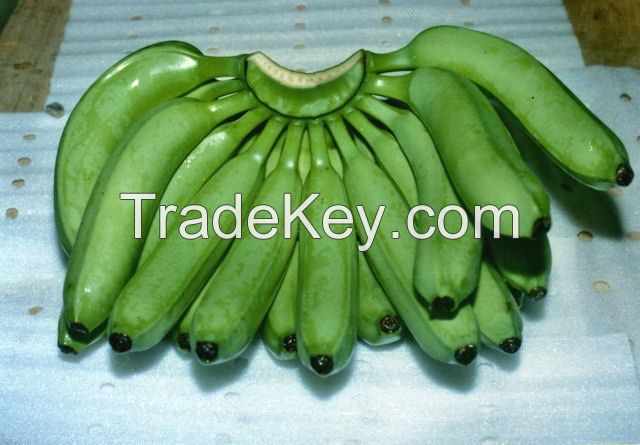 High Quality Fresh Green Cavendish Bananas