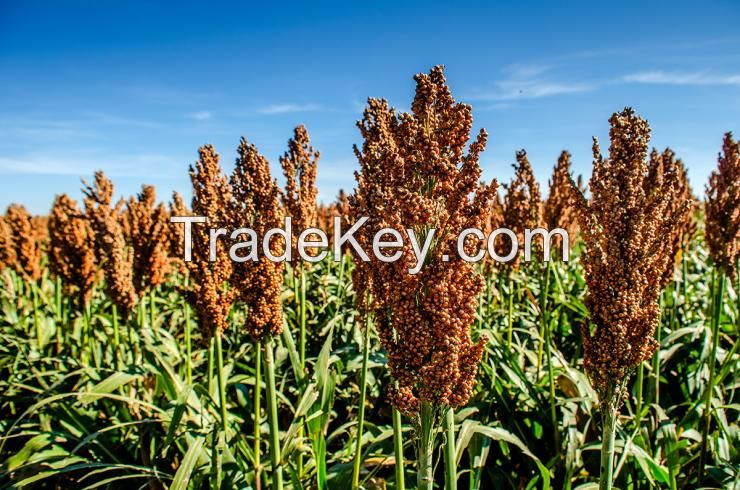 WHITE SORGHUM Red Sorghum, Sorghum Grains