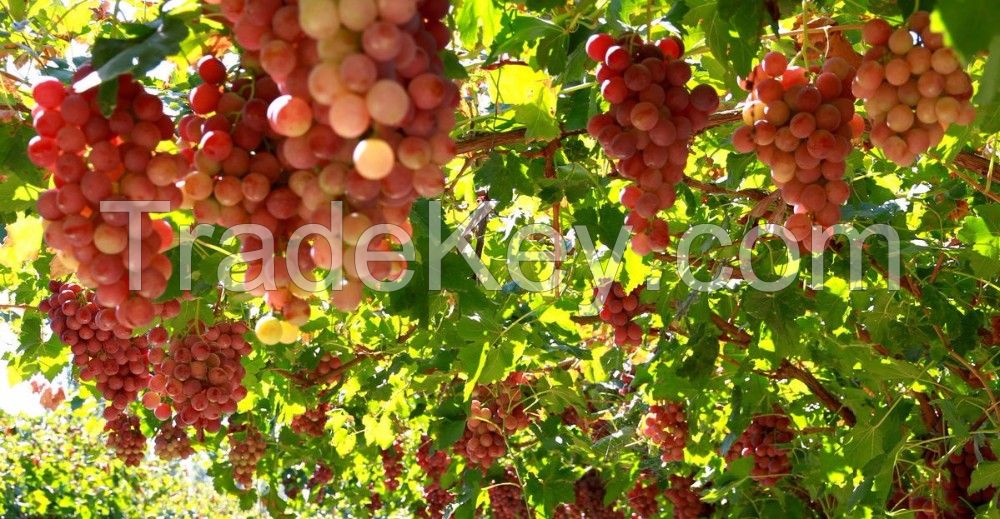 Fresh Red Globe Grape With Juicy Sweet Taste