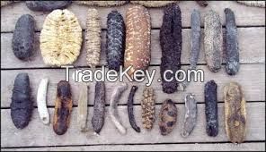 dried trepung / Seafood Black Dried Sea Cucumber/Sea Slug/Trepang