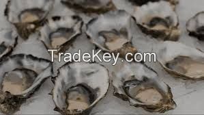 Frozen Abalone Shellfish, Frozen Oyster Shellfish, Fresh Shellfish