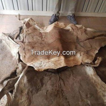 WET SALTED DONKEY HIDES / DRY SALTED DONKEY HIDES