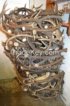 Red Deer Antlers, Red Deer Antlers Horns, Cow horns or Antlers