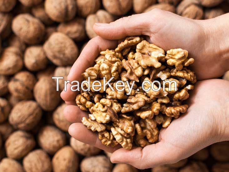 Wholesale /Walnut- hight protein Without Shell