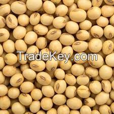 Soybean seed / soyabean seed