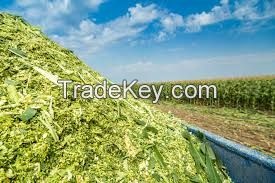 GOOD GRADE CORN SILAGE ORGANIC /CORN SILAGE ANIMAL FEED CONCENTRATE ORIGIN