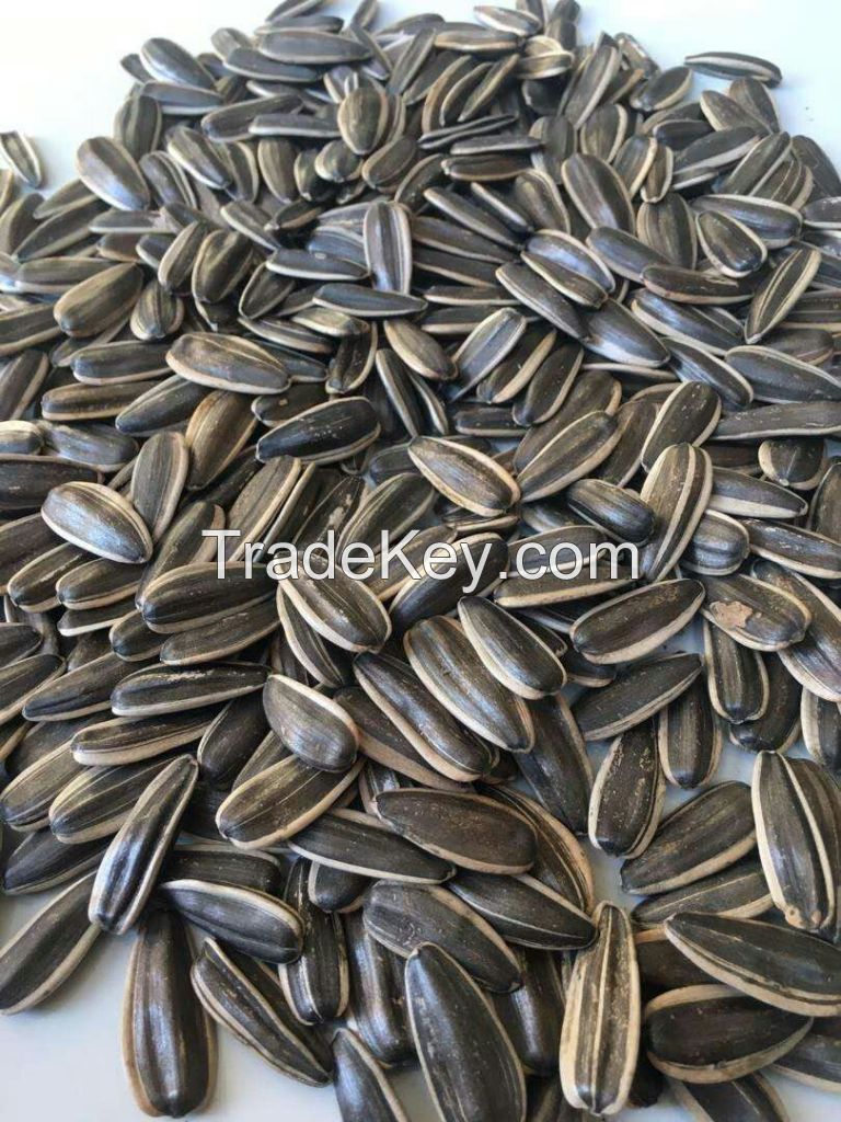 Sunflower Seeds Striped