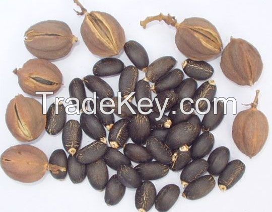 jatropha seed