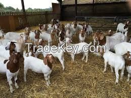 cheap price Quality Live Boer Goats for sale worldwide