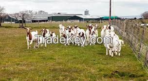 Best Quality Live Sheep, Goats and Cattle
