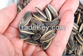 Cheap 5009 specification sunflower seeds on sale
