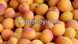 TTN Hot Sales 2018 fd Apricot