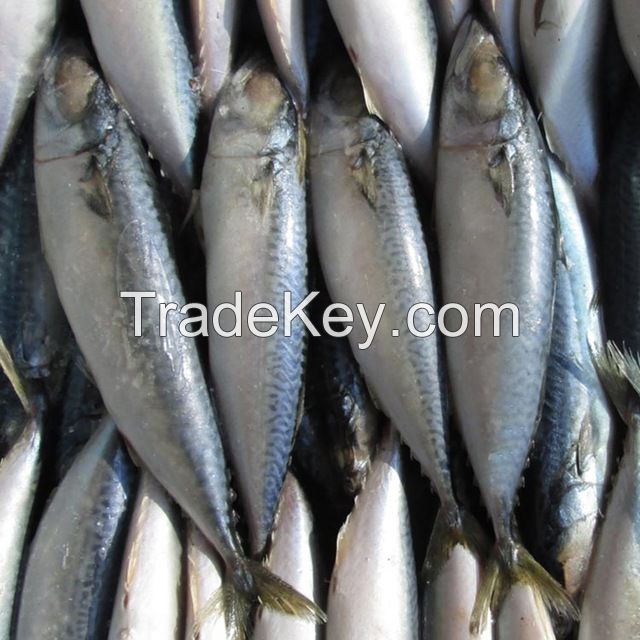 Pacific Mackerel 95%NW Frozen Tilapia, Frozen Ribbon Fish and sardine fish