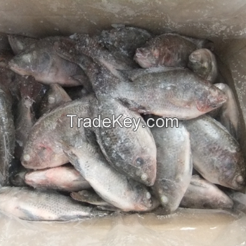 High Quality Bulk Frozen Red Tilapia Whole Round