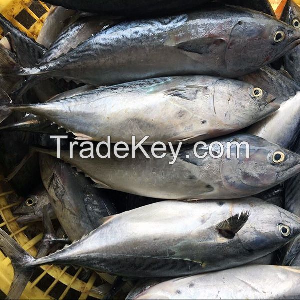 Sea Frozen Bonito Tuna Fish For Wholesale Market