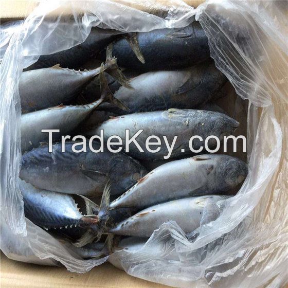 Frozen Bonito Tuna fish for sale