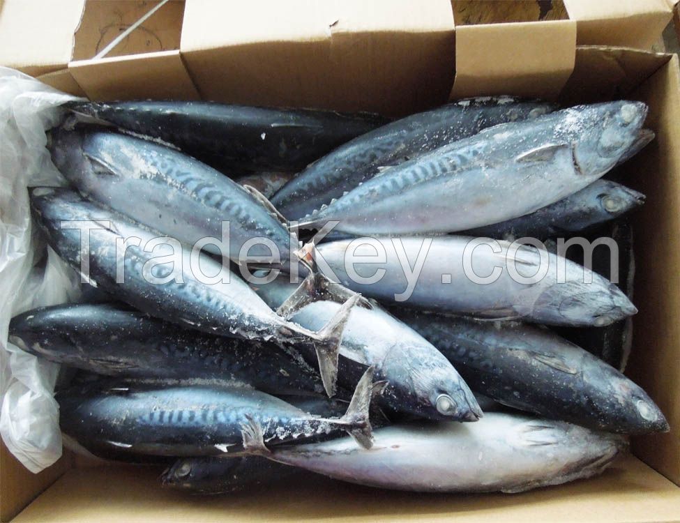 High Quality Frozen Bonito Skipjack Fish Tuna Fish for Sale