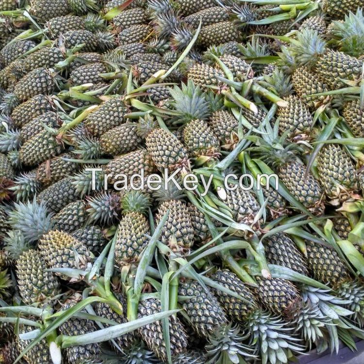 Fresh Pineapples with the most competitive price
