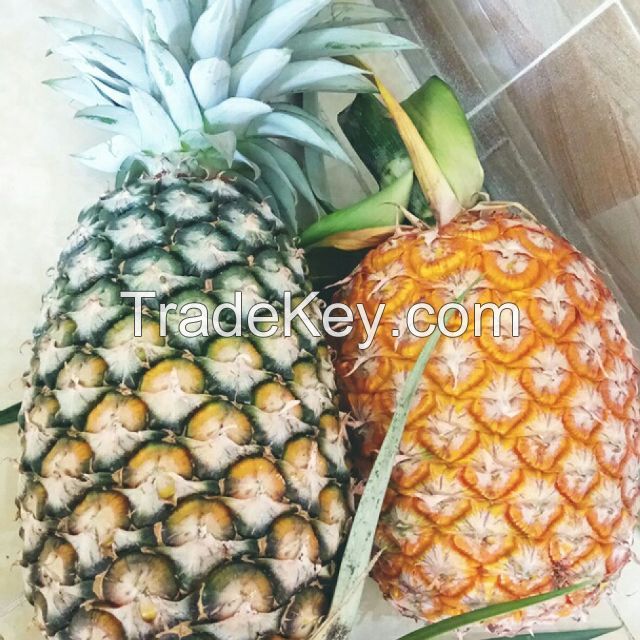 Fresh  pineapple /pineapple fruit fresh/bulk fresh fruit pineapple