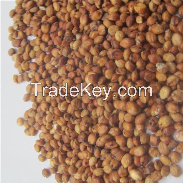 Gao Liang 100% natural color bulk red Grain Sorghum For Sale