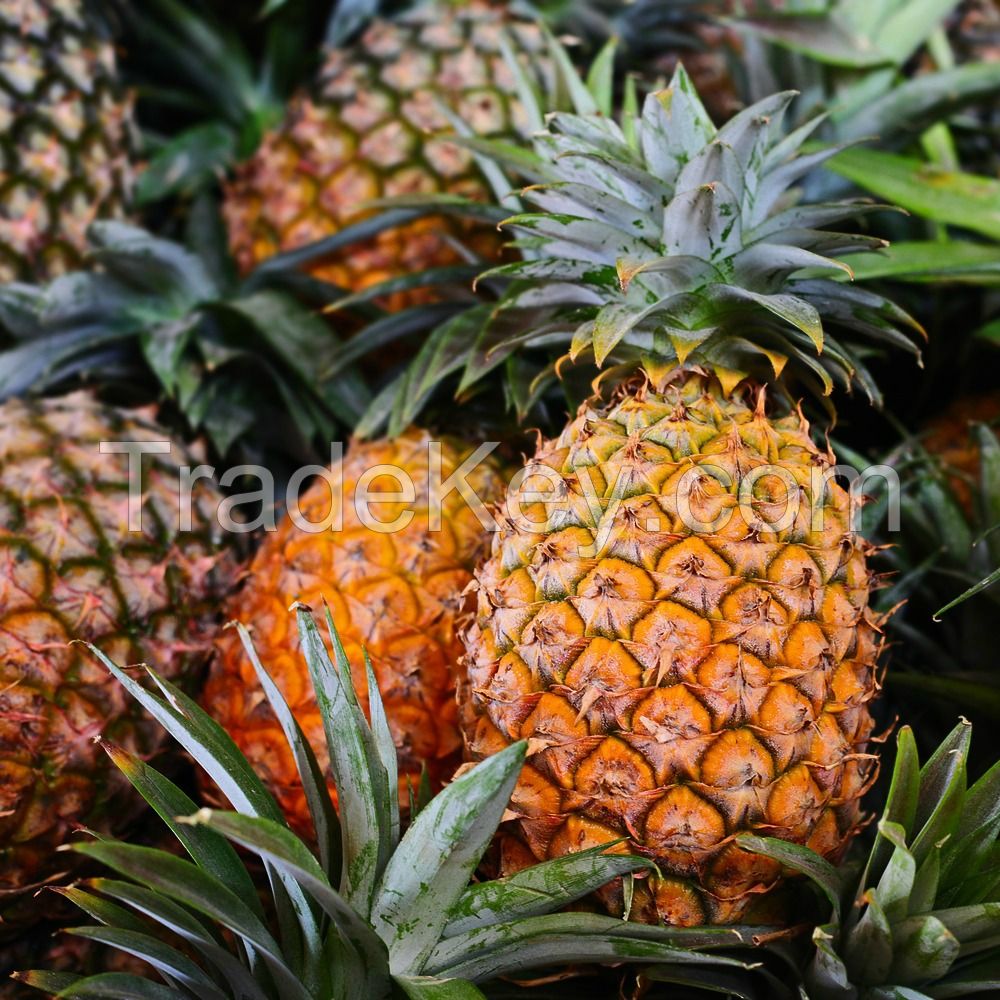 Sell Fresh quality Pineapples