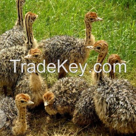 QUALITY HEALTHY OSTRICH CHICKS AND EGGS FOR SALE