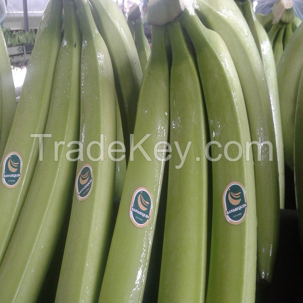 BANANAS sweet and premium for your success!!