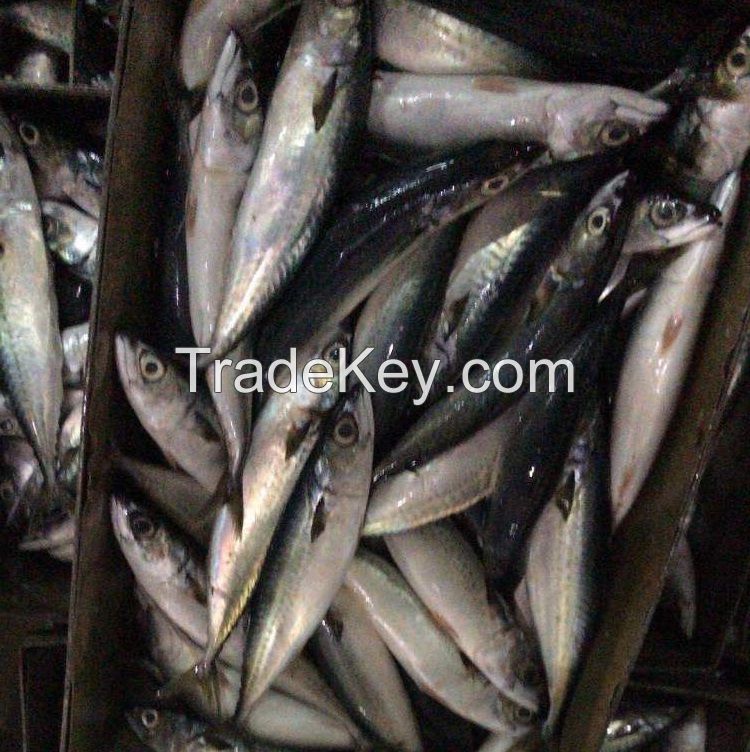 2019 New catch sea foods fresh IQF frozen pacific mackerel