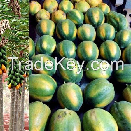Fresh Papaya Unripe, Ripe and Papaya Leaf