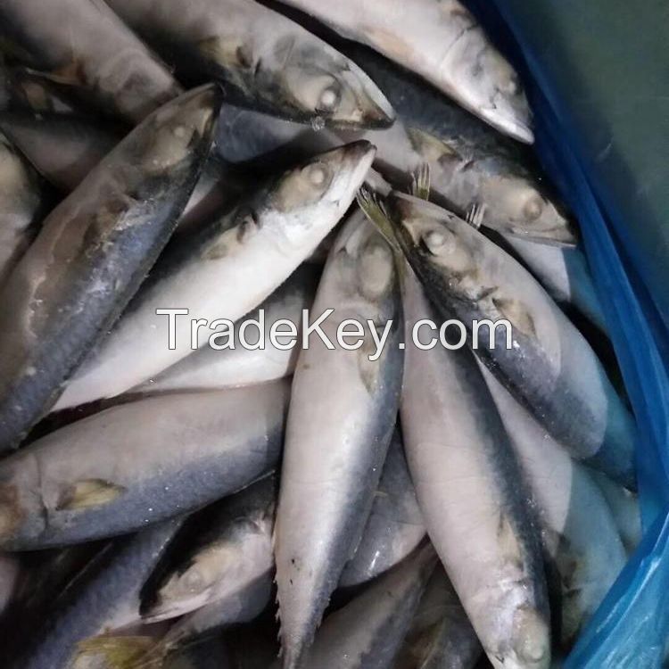 QS Block BQF mackerel and frozen sea food