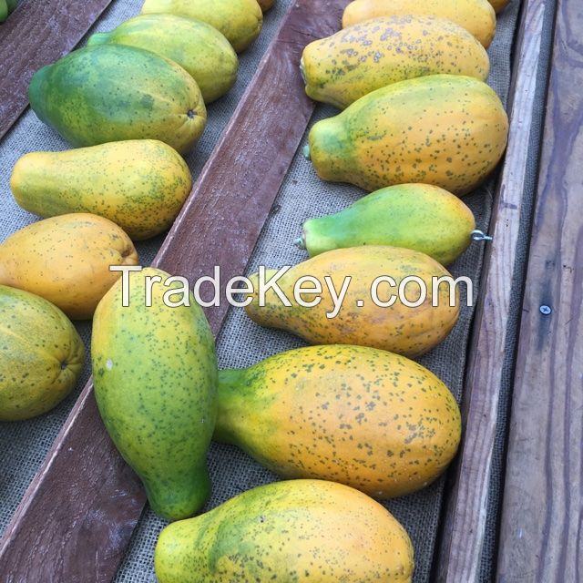 Fresh Quality Papaya Raw Unripe Whole Pawpaw